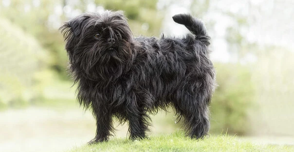 Affenpinscher