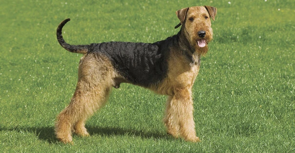 Airedale Terrier