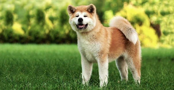 Akita