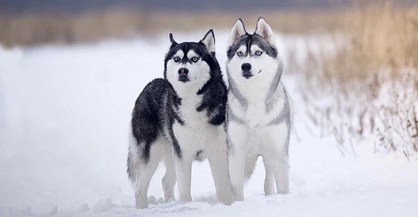 Alaskan Husky
