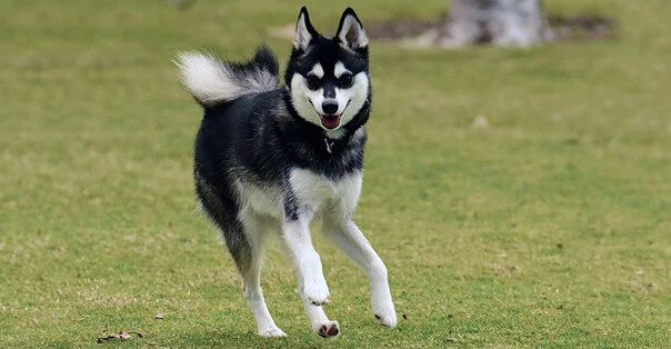 Alaskan Klee Kai