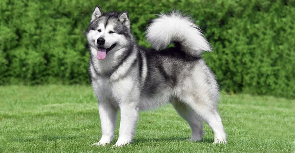 Alaskan Malamute