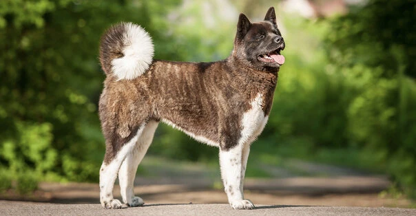 American Akita