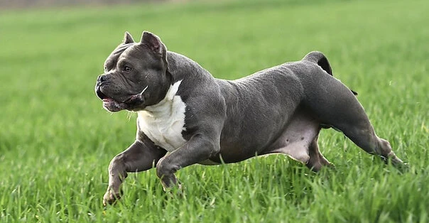 American Bully