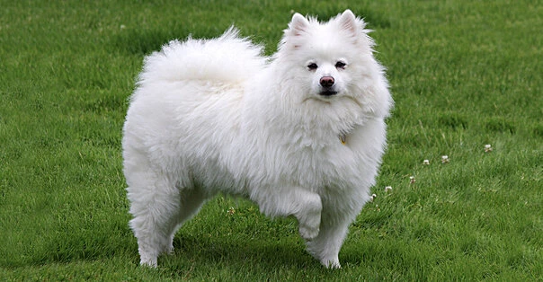 American Eskimo Dog