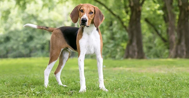 American Foxhound