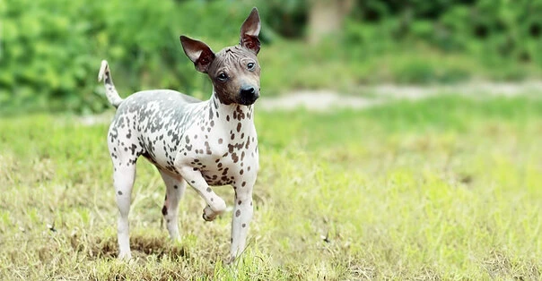 American Hairless Terrier