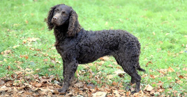 American Water Spaniel