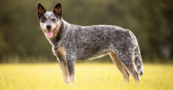 Australian Cattle Dog