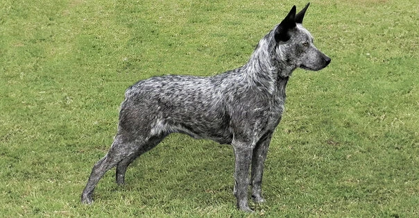 Australian Stumpy Tail Cattle Dog