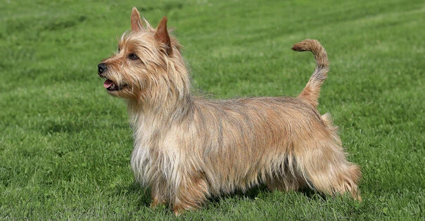 Australian Terrier