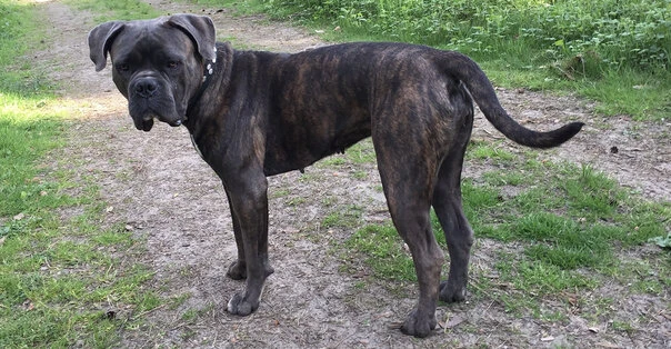 Bandog