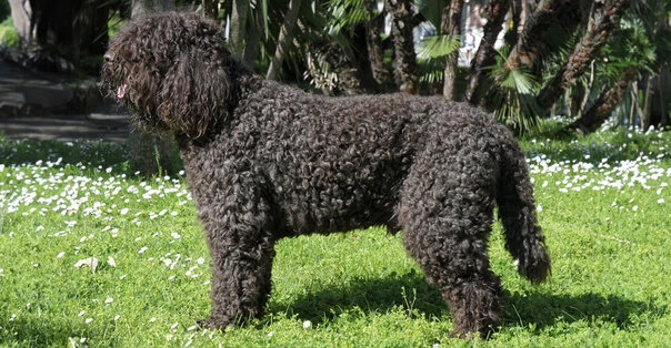 Barbet