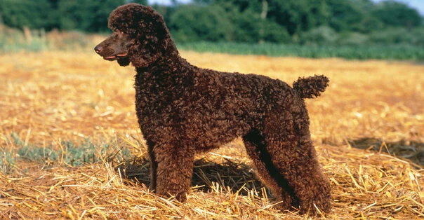 Barbone