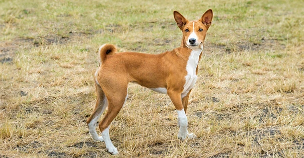 Basenji