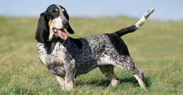 Basset Bleu de Gascogne