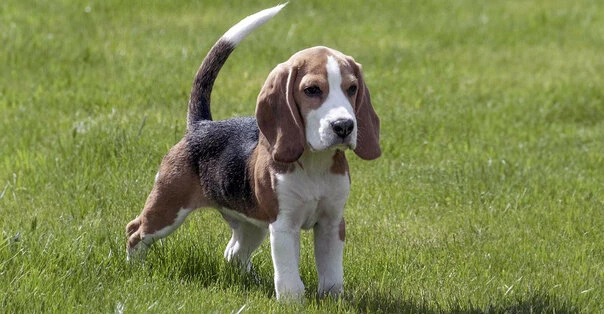Beagle