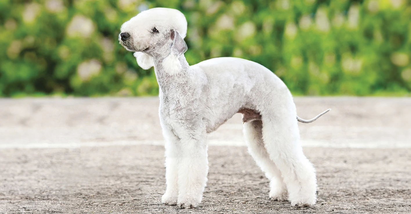 Bedlington Terrier