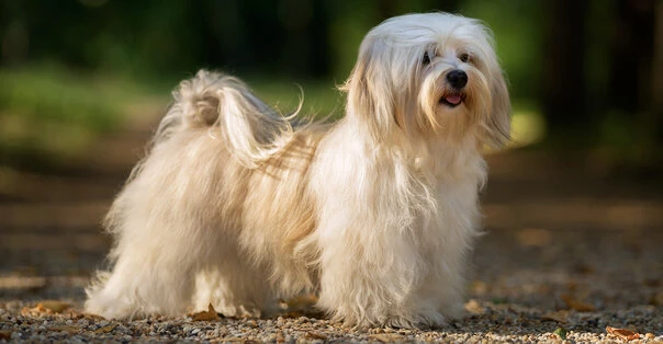Bichon Havanais
