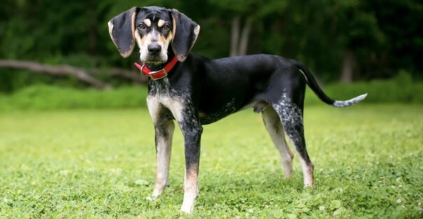 Bluetick Coonhound