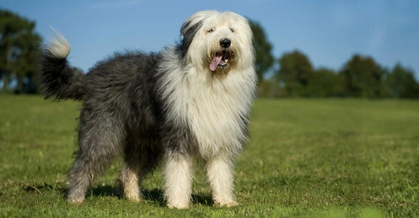 Bobtail
