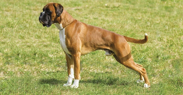 Boxer