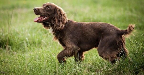 Boykin Spaniel