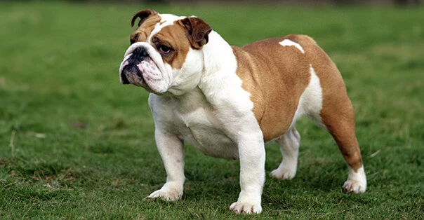 Bulldog