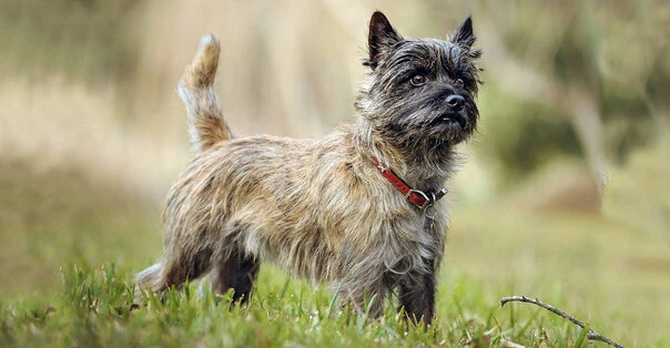 Cairn Terrier