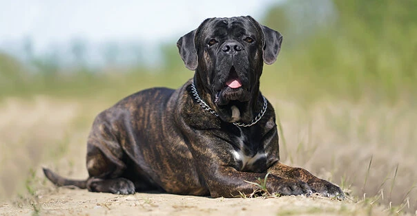 Cane Corso