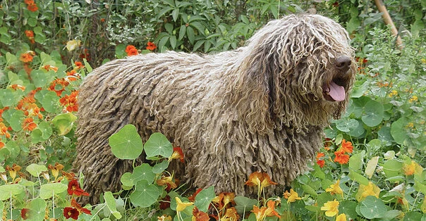 Cane d’Acqua Spagnolo