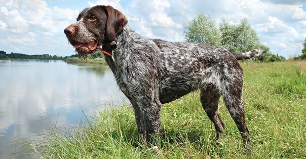 Cane da Ferma Tedesco a Pelo Ruvido