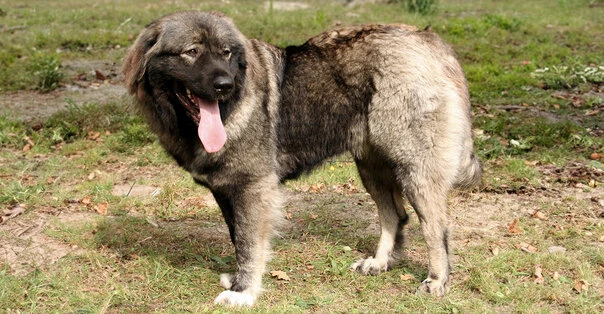 Cane da Pastore di Ciarplanina