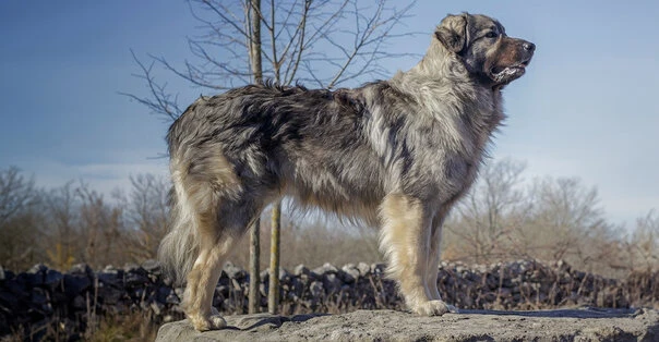 Cane da Pastore di Karst