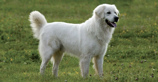 Cane da Pastore di Tatra