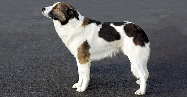 Cane dell'Atlas