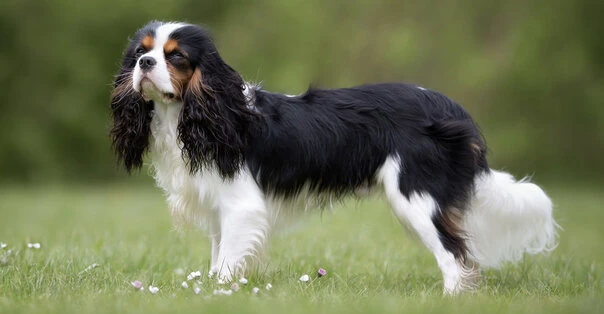 Cavalier King Charles Spaniel