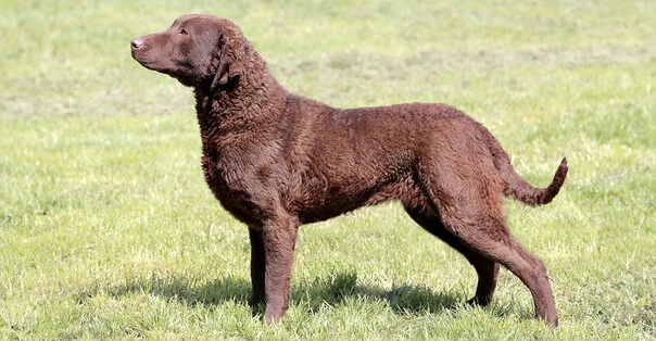 Chesapeake Bay Retriever