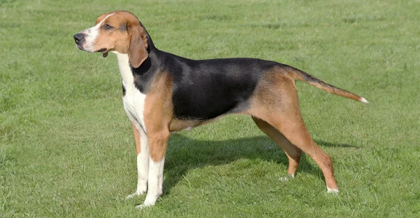Chien Courant Hamilton