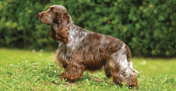 Cocker Spaniel