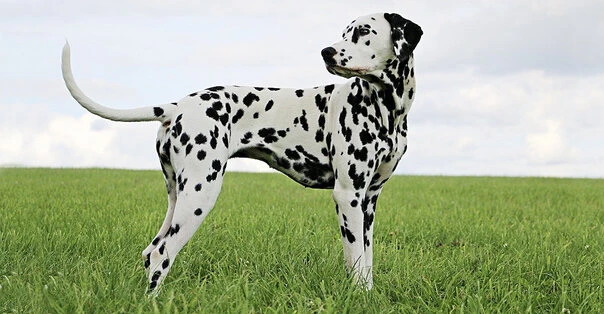 Dalmata
