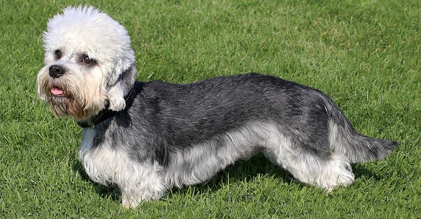 Dandie Dinmont Terrier