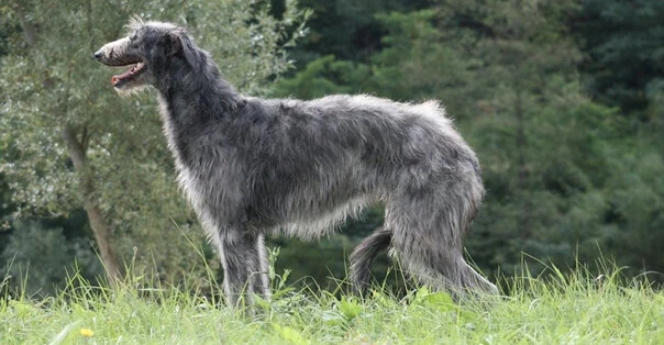 Deerhound