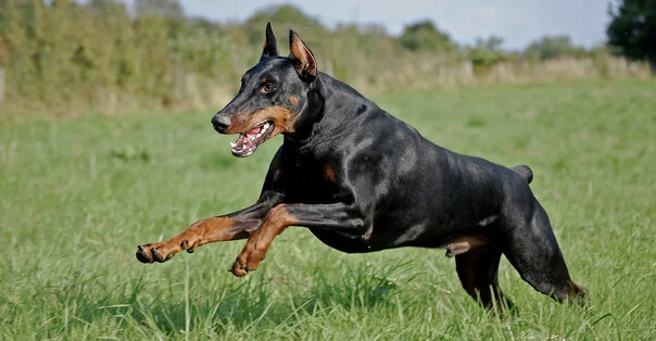 Dobermann