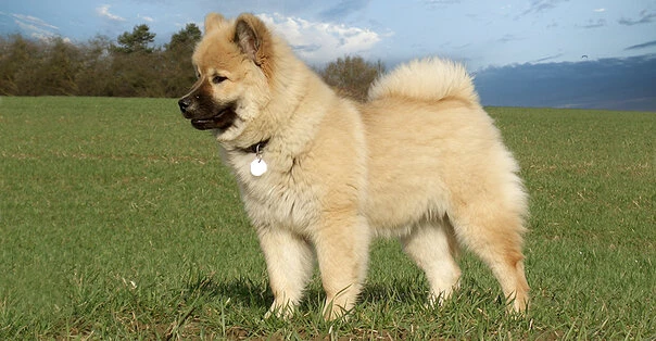 Eurasier