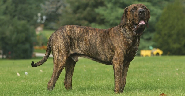 Fila Brasileiro