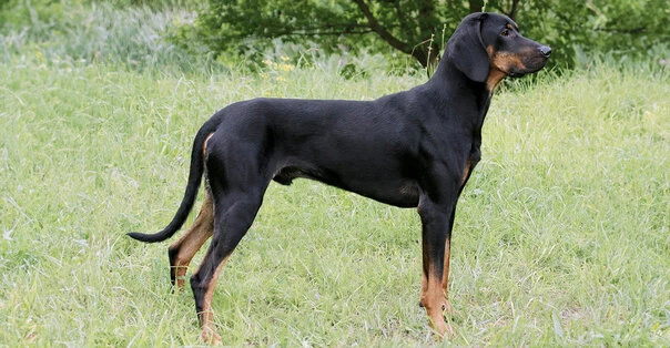 Gonczy Polski