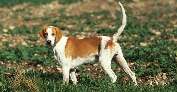 Grand Anglo-Francais Blanc et Orange