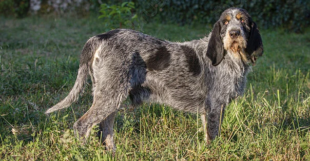 Griffon Bleu de Gascogne