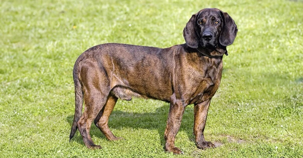 Hannoverscher Schweisshund